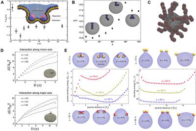 Membrane-Mediated Interactions Between Protein Inclusions